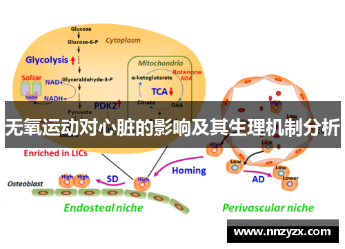 无氧运动对心脏的影响及其生理机制分析